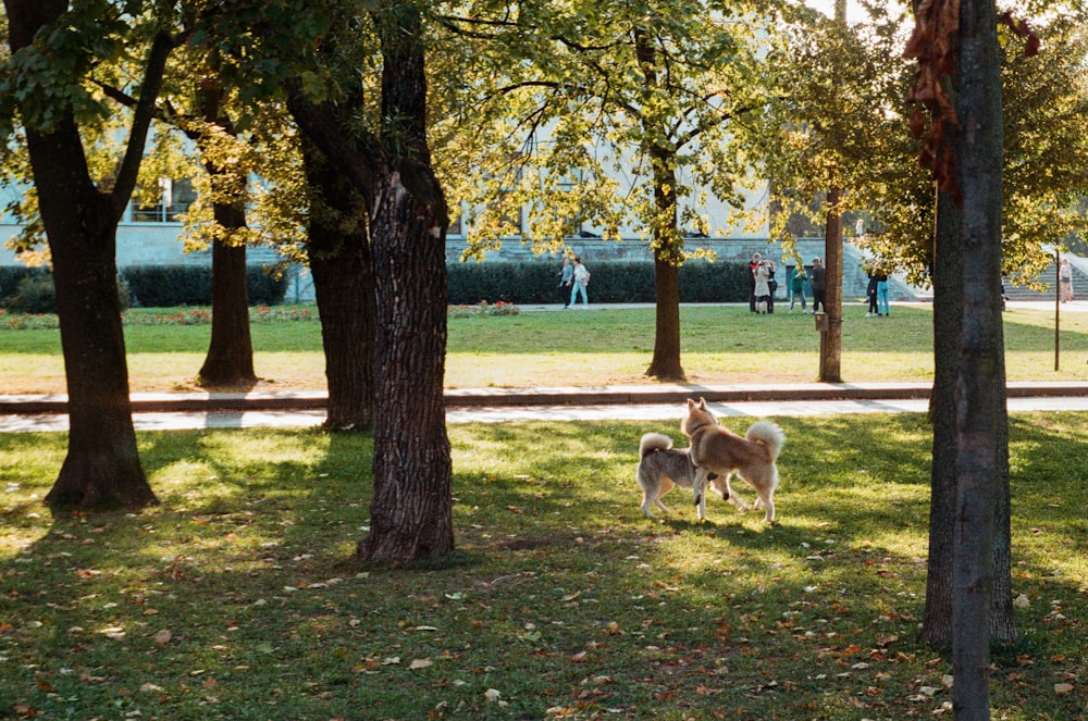 a couple of dogs standing on top of a lush green park