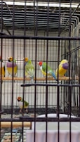 Close-up of colorful bird cages with vibrant birds perched inside.