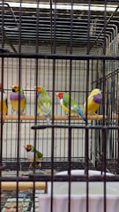 Colorful birds in a controlled environment for zootecnic studies