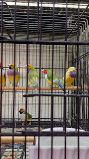Several colorful birds with bright plumage are perched inside a wire cage. The birds have a combination of red, yellow, green, and purple feathers. The cage appears to be indoors, possibly in a bird shop or zoo enclosure.