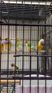 Colorful birds in a controlled environment for zootecnic studies