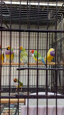 Several colorful birds with bright plumage are perched inside a wire cage. The birds have a combination of red, yellow, green, and purple feathers. The cage appears to be indoors, possibly in a bird shop or zoo enclosure.