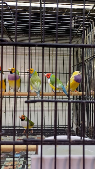 Several colorful birds with bright plumage are perched inside a wire cage. The birds have a combination of red, yellow, green, and purple feathers. The cage appears to be indoors, possibly in a bird shop or zoo enclosure.