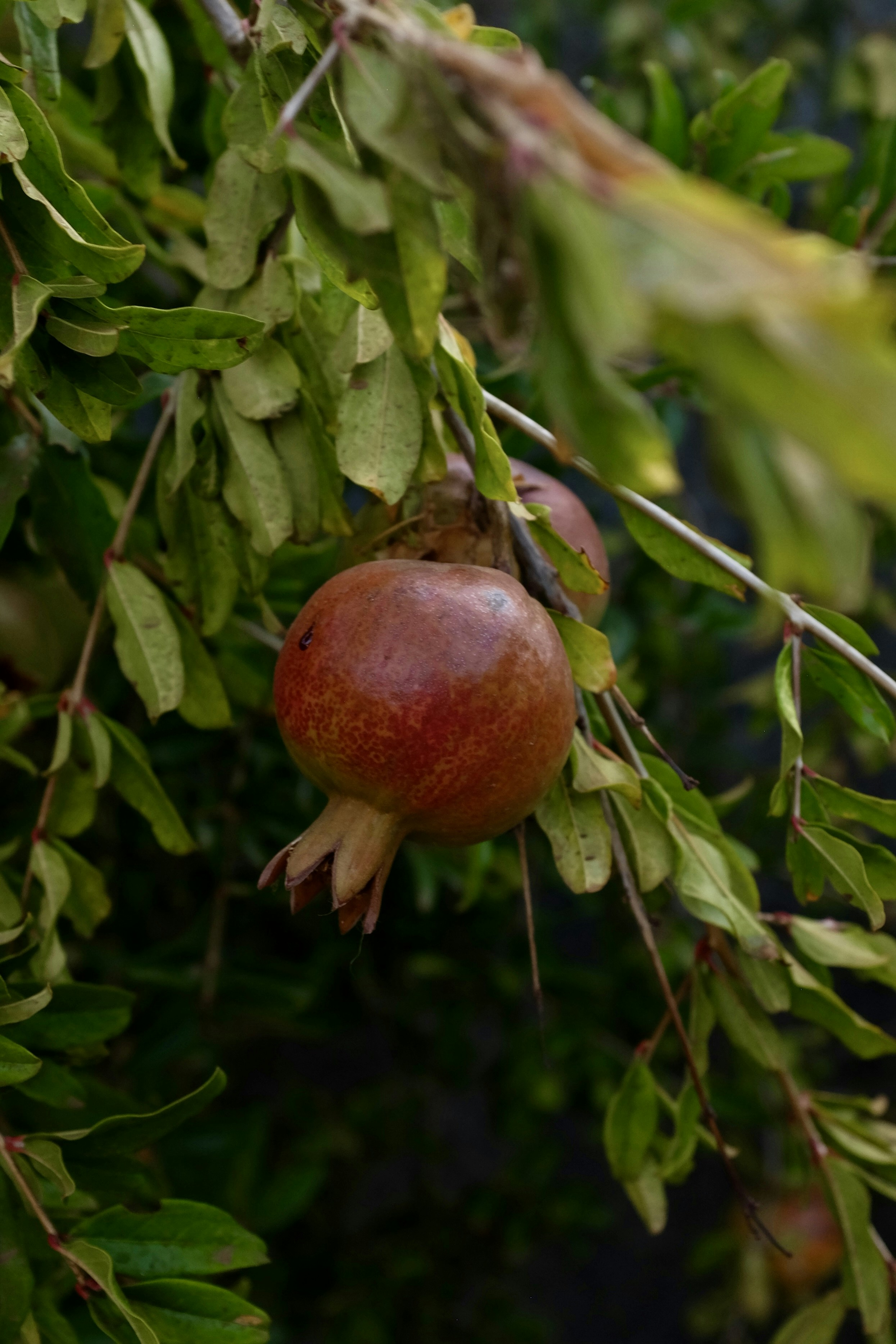 Photo by ignatkushanrev