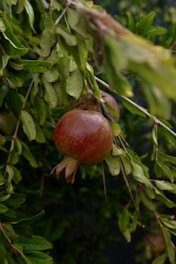 a pomegranate hanging from a tree branch