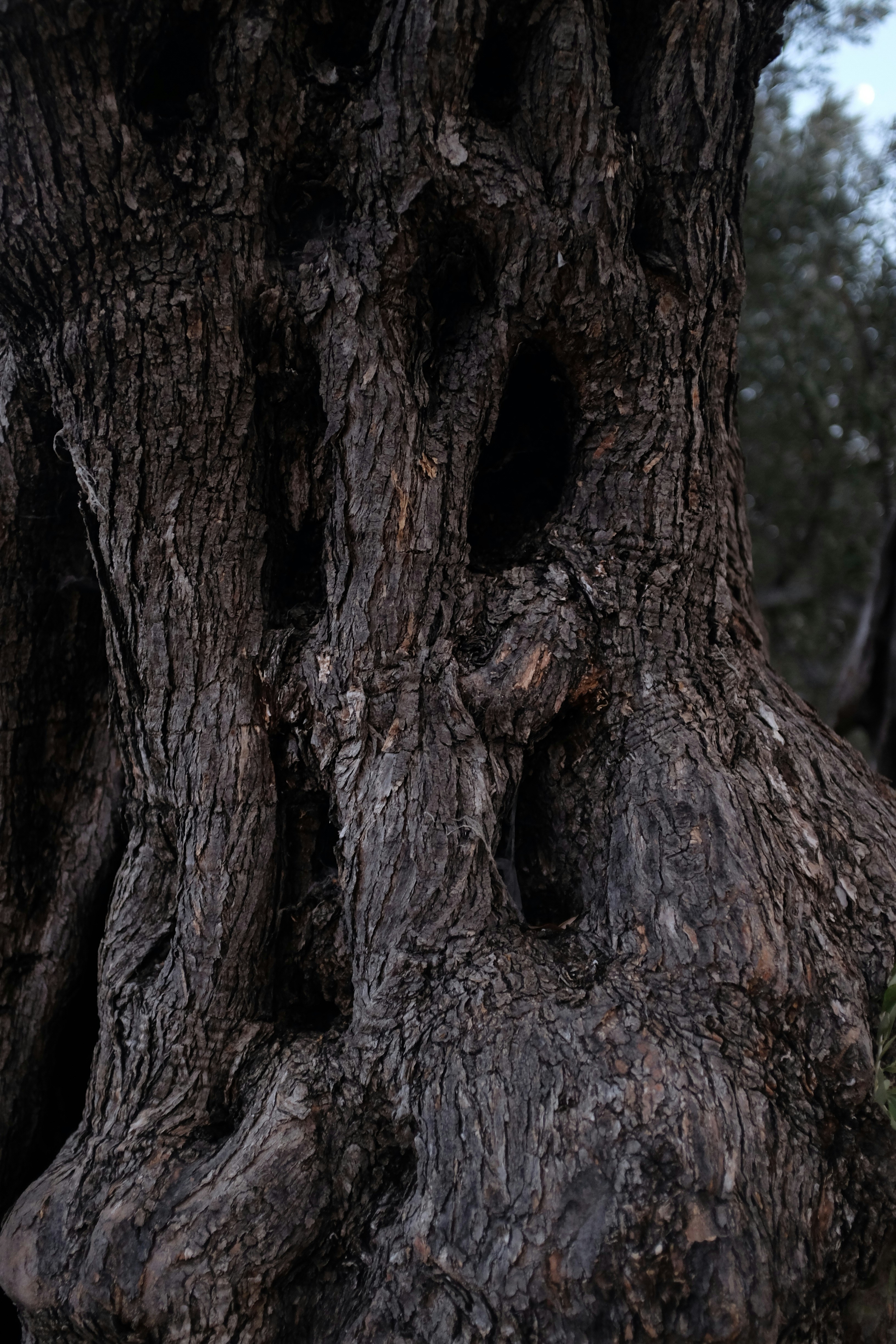 Close-up of tree bark texture