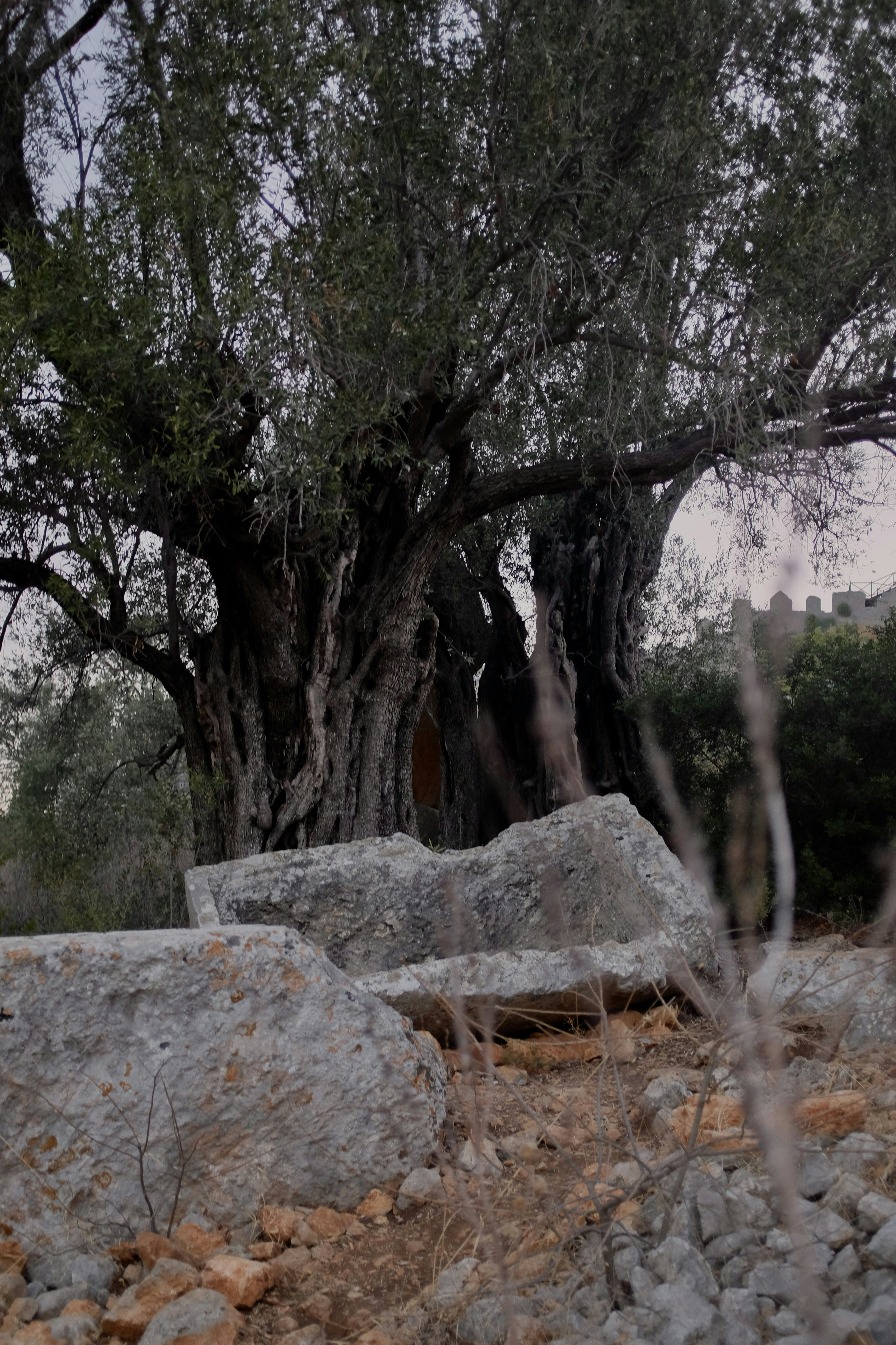 Photo by ignatkushanrev