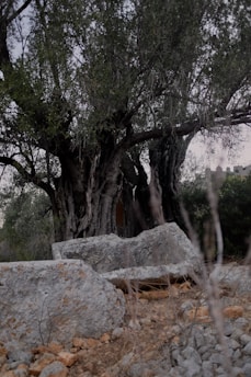 A large, ancient olive tree with a thick, gnarled trunk surrounded by overgrown vegetation. In the foreground, there are rough stone blocks or ruins scattered on the rocky ground. The scene is naturally lit, and the environment suggests a rustic, historic setting.
