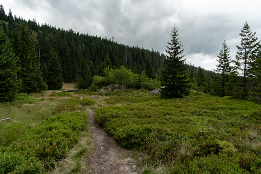 a trail in the middle of a forest