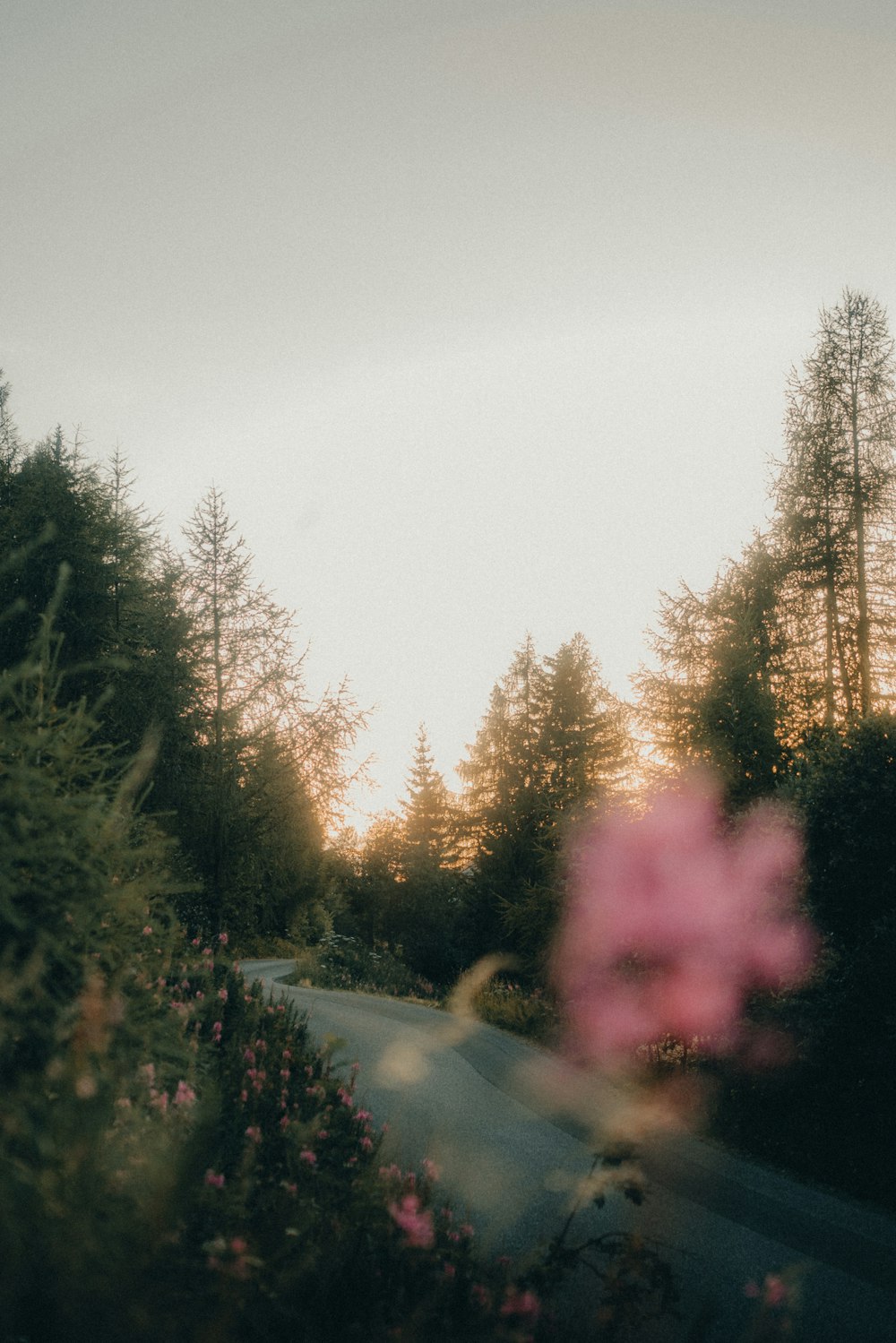 a pink flower in the middle of a road