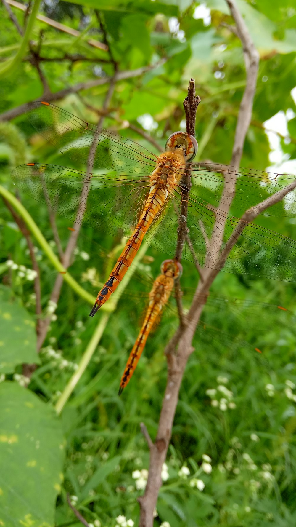 a close up of a dragonfly on a tree branch