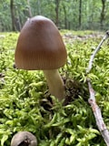 A large brown mushroom with a smooth cap stands amidst a bed of vibrant green moss. A small droplet of moisture is visible on the top of the cap. Twigs and the forest floor can be seen in the surrounding area, suggesting a natural woodland setting.