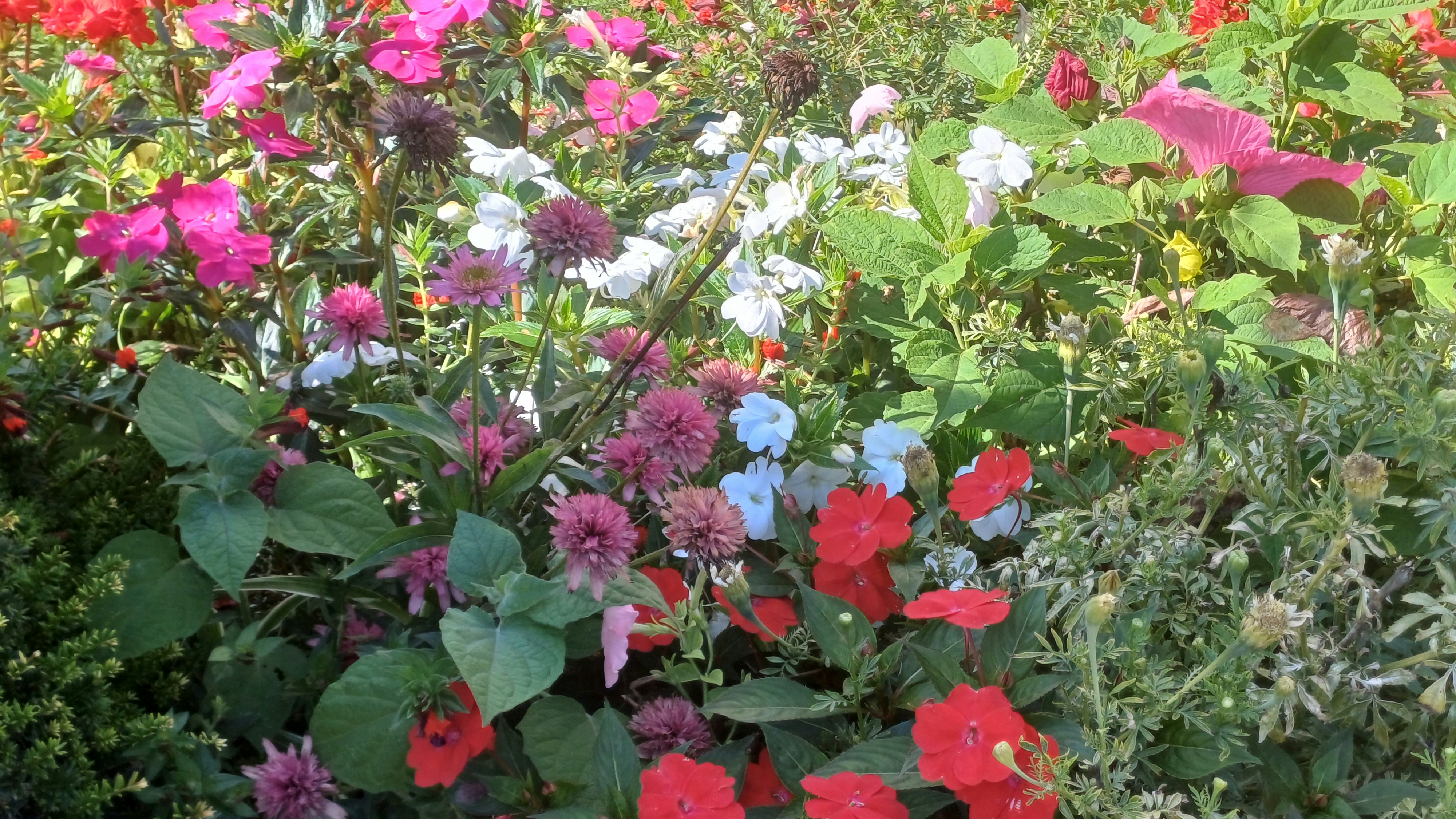 A vibrant outdoor garden showing a variety of blooming flowers and shrubs.