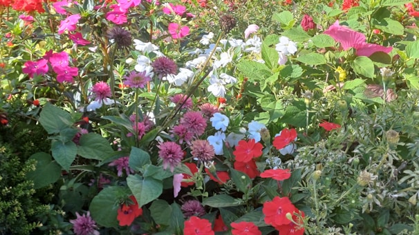 A vibrant backyard garden with colorful flowers and neatly arranged plants.