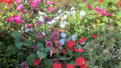 A vibrant garden with colorful flowers and greenery.