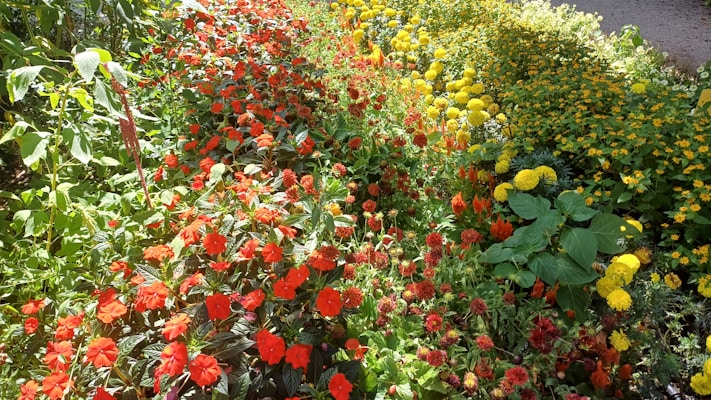 A vibrant and colorful array of flowers in a well-maintained garden. Bright red and yellow flowers dominate the scene, with lush green leaves interspersed between the blooms. The garden displays a harmonious arrangement of colors, creating a visually appealing and lively atmosphere.