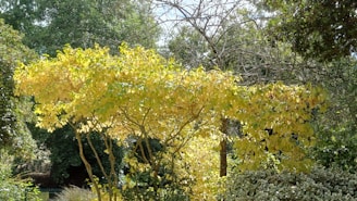 A vibrant snapshot of a local community garden bustling with volunteers planting trees under a bright yellow sky.