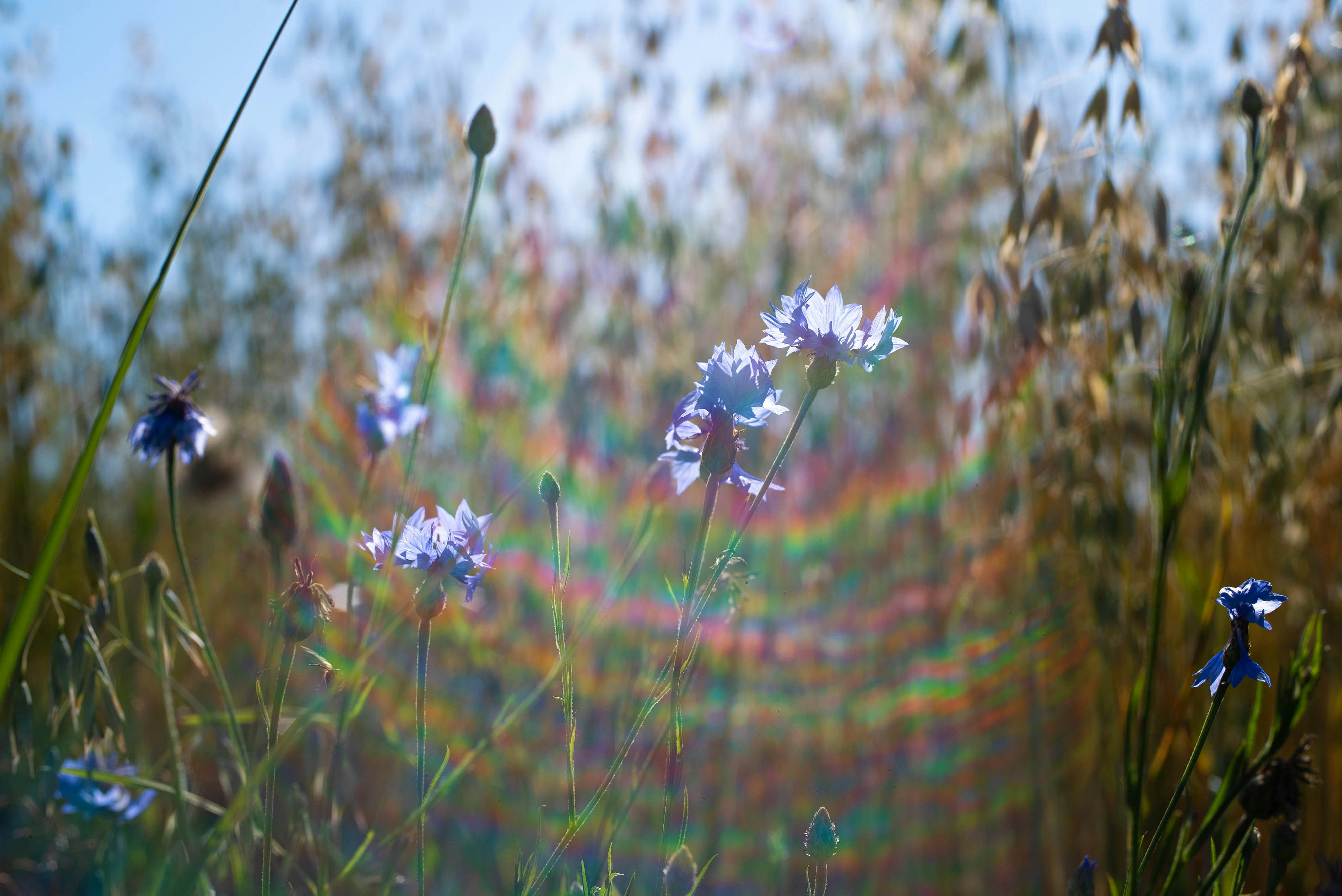 PhotoTest: Camera: Sony ILCE A7s Lens: Sony FE 50mm f/1.8 Location: Russia, Moscow, Izmaylovskiy Park. Date: 03.08.23