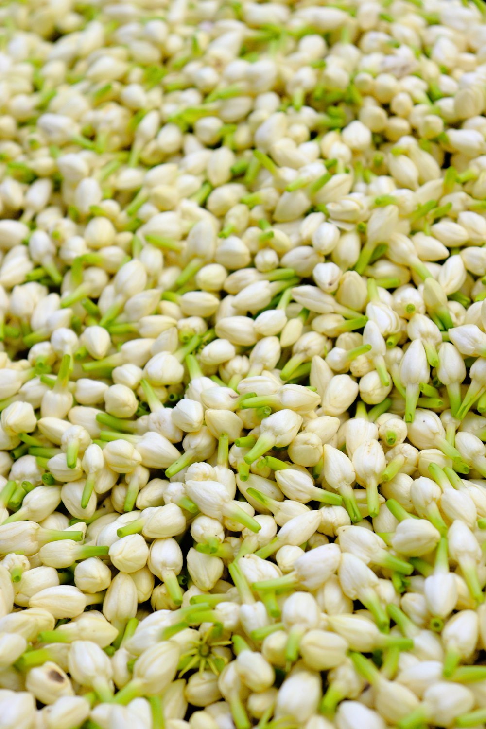 a pile of green and white seed sprouts