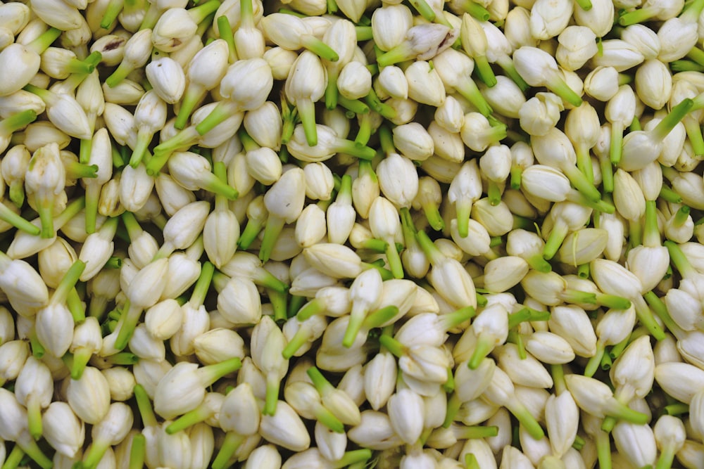 a pile of white flowers with green stems