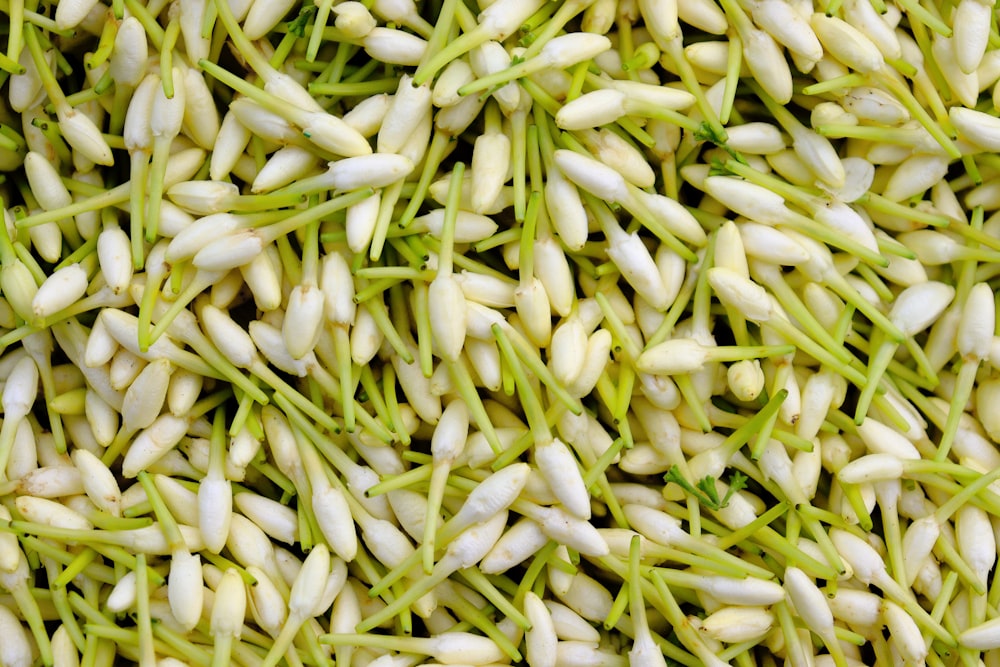 a pile of white seed sprouts sitting on top of each other