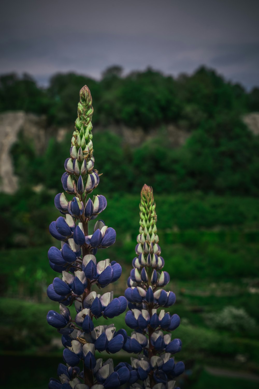 a couple of purple flowers sitting next to each other