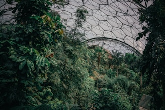 the inside of a glass dome in a forest