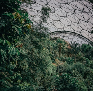 the inside of a glass dome in a forest