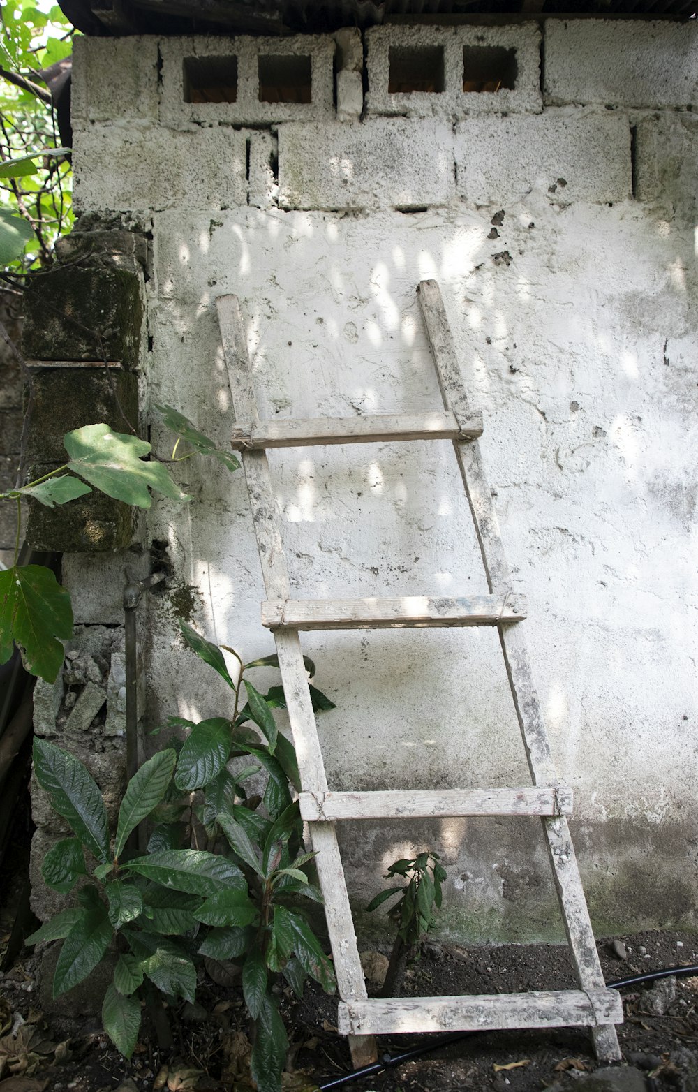 a ladder leaning against a white wall next to a plant