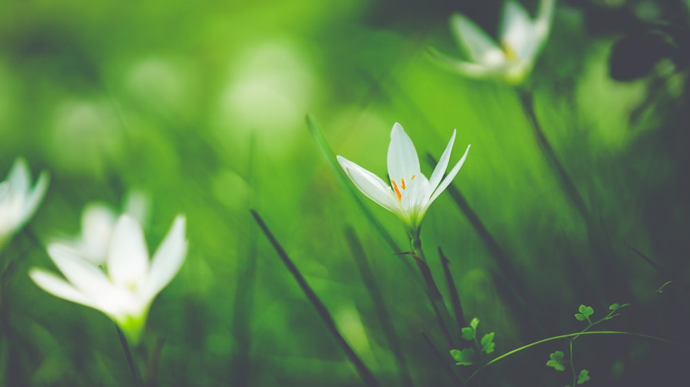 무성한 녹색 들판 위에 앉아 있는 한 무리의 하얀 꽃들