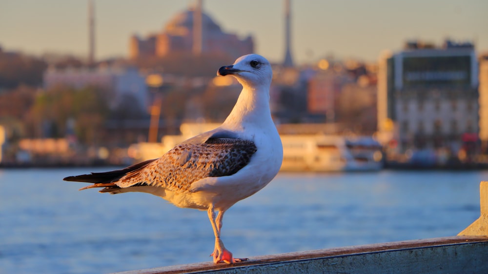 a seagull is standing on a ledge near the water