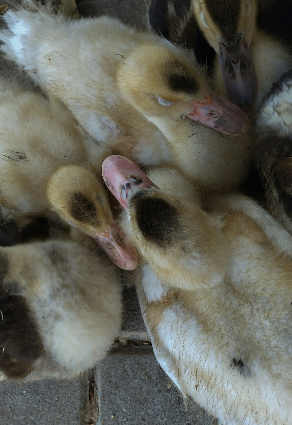 a bunch of ducks that are laying on the ground