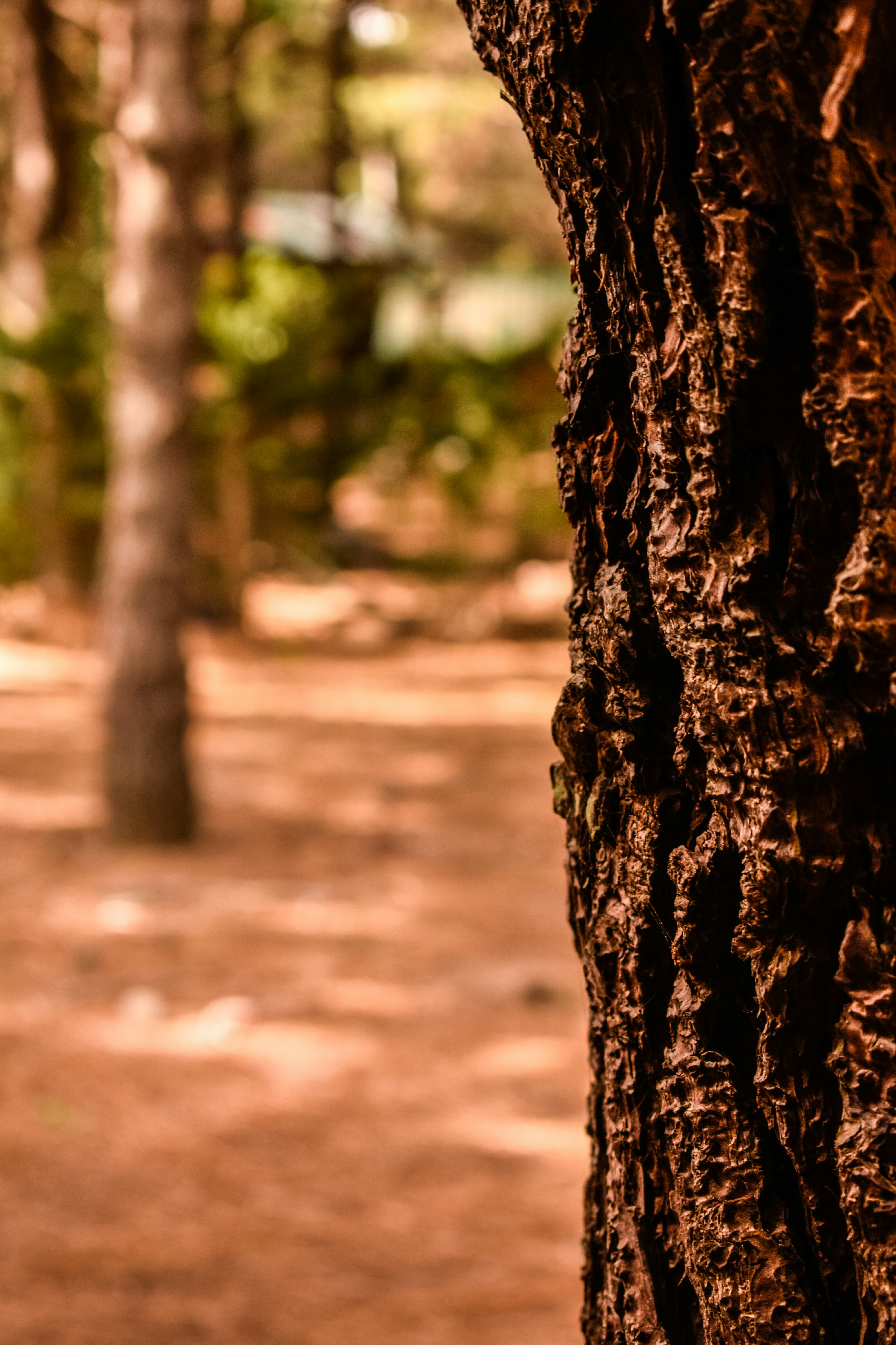 a close up of the bark of a tree
