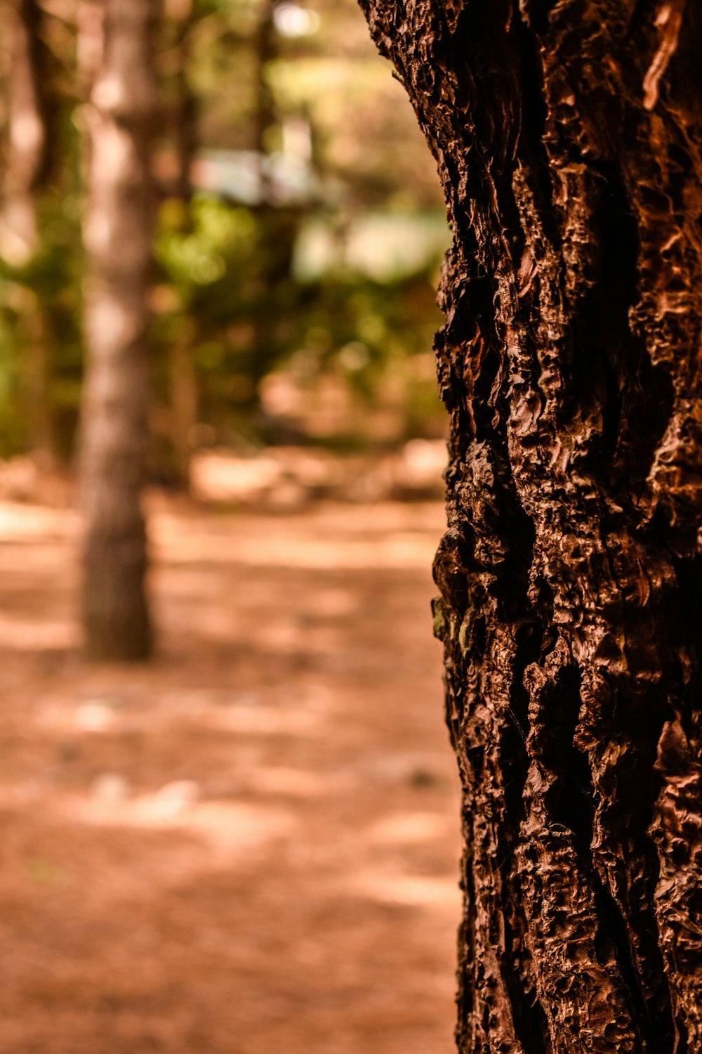 a close up of the bark of a tree