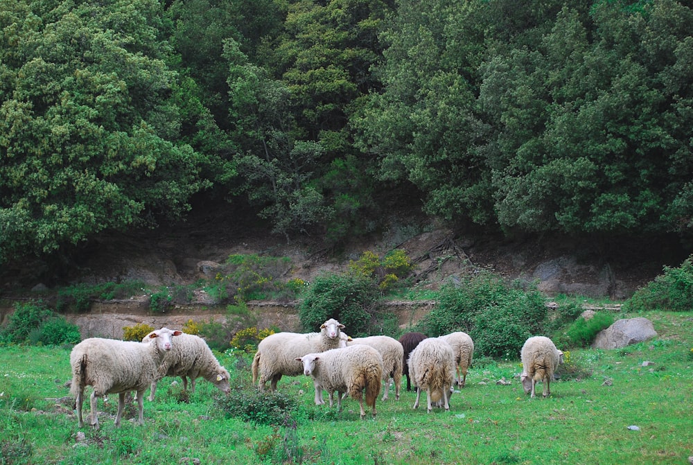 a herd of sheep grazing on a lush green field