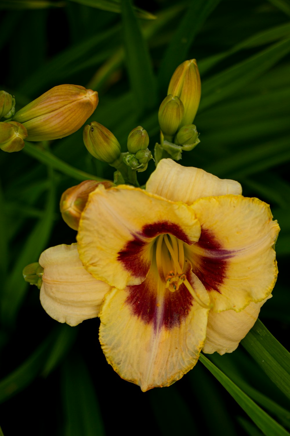 a close up of a yellow and red flower