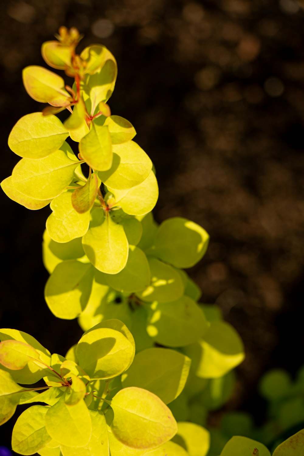 a close up of a plant with yellow leaves