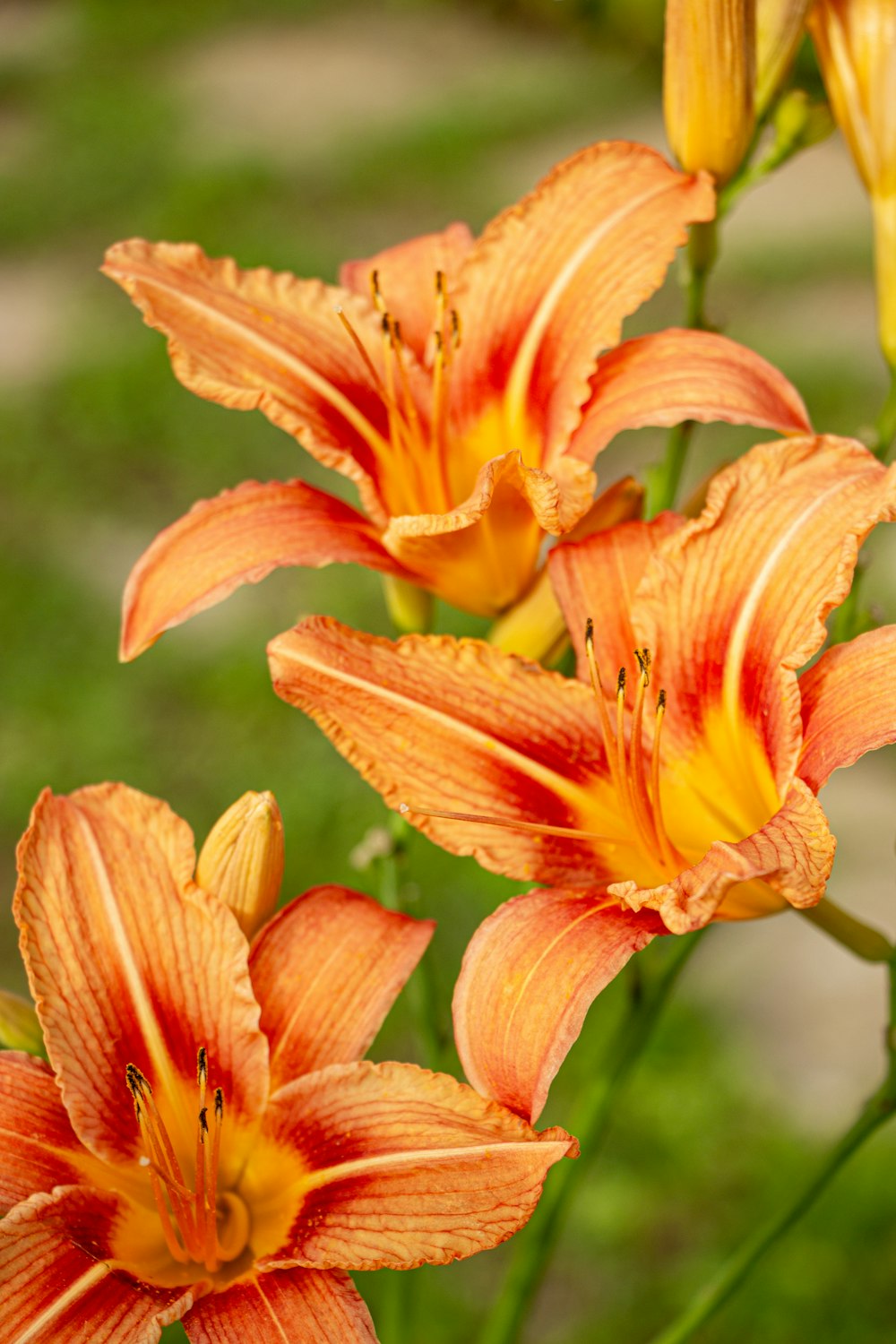 a group of orange flowers sitting on top of a lush green field