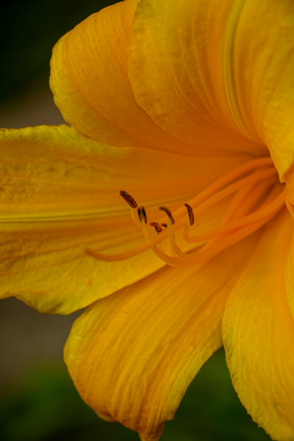 a close up of a yellow flower with a blurry background