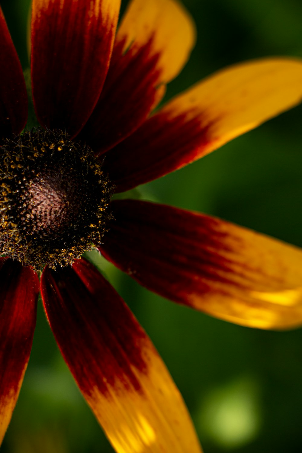 a close up of a red and yellow flower