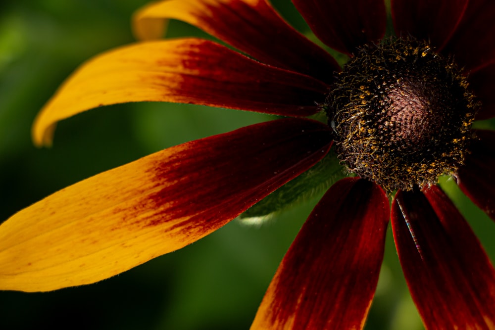 a yellow and red flower with a green background