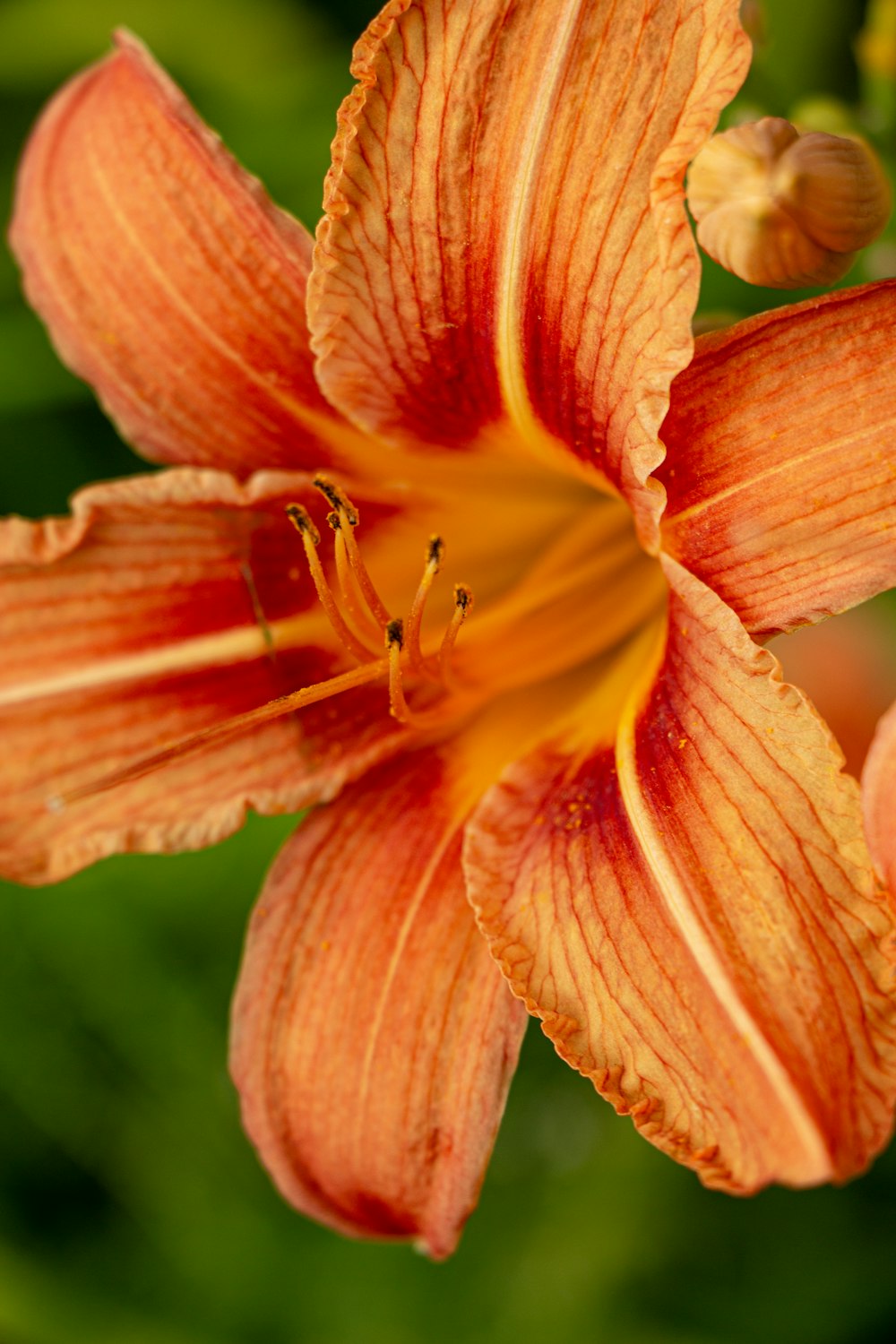 a close up of a flower with a blurry background