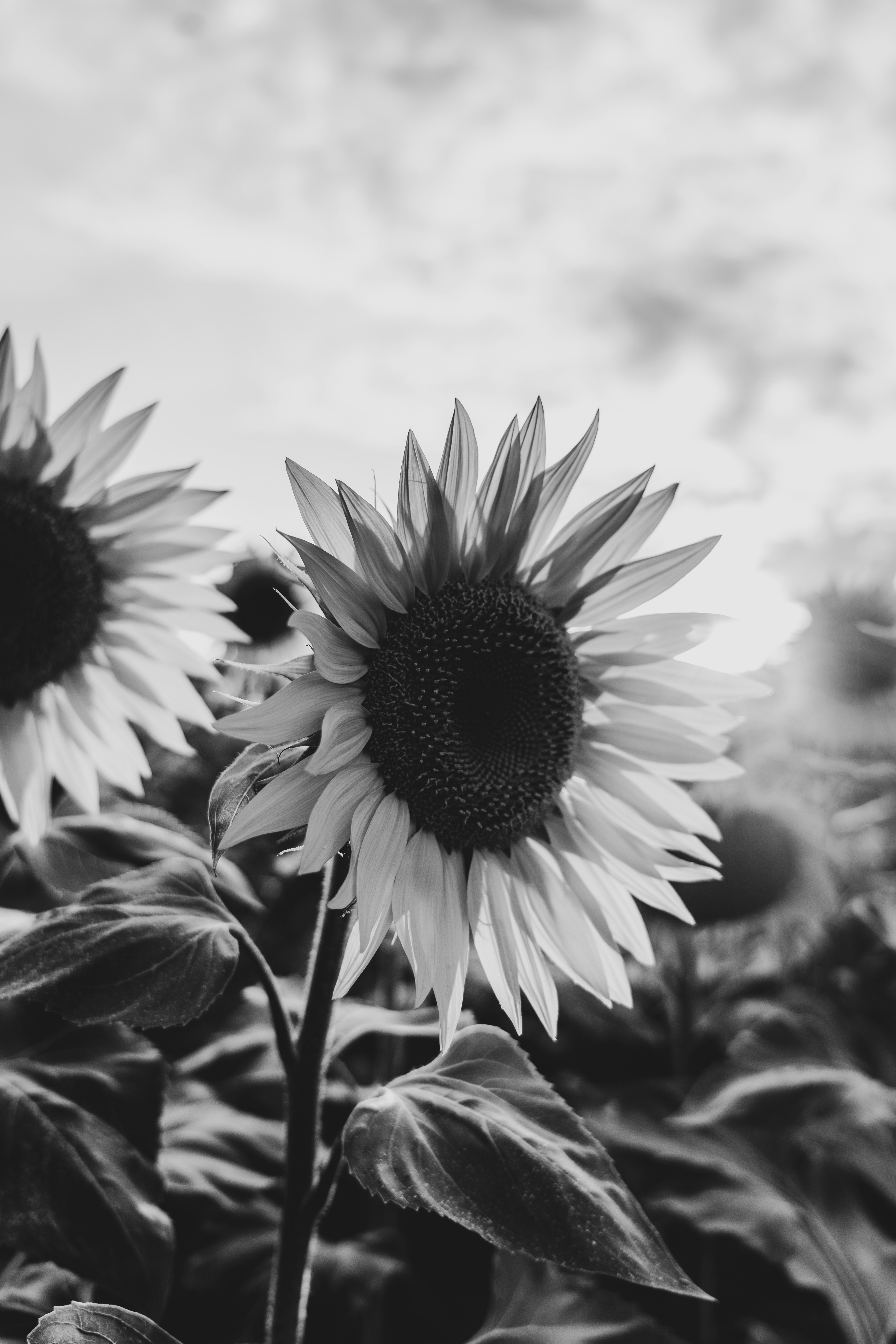 A black and white photo of a sunflower photo – Free Flower Image ...