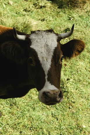 a brown and white cow standing on top of a lush green field