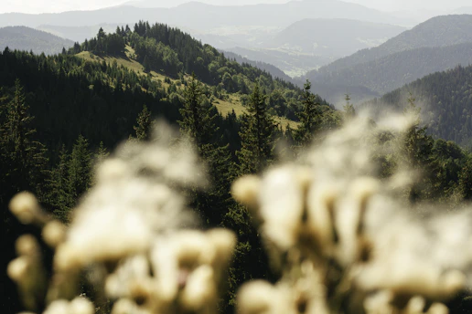 Scenic view of lush green hills and fresh air in Lembang, Bandung.