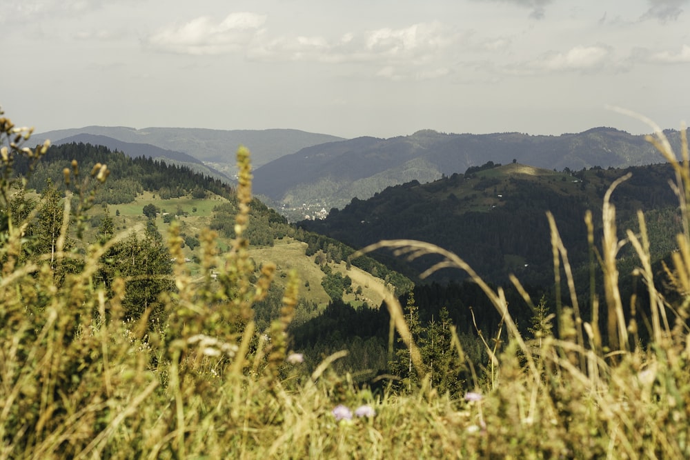 a view of a valley with mountains in the background