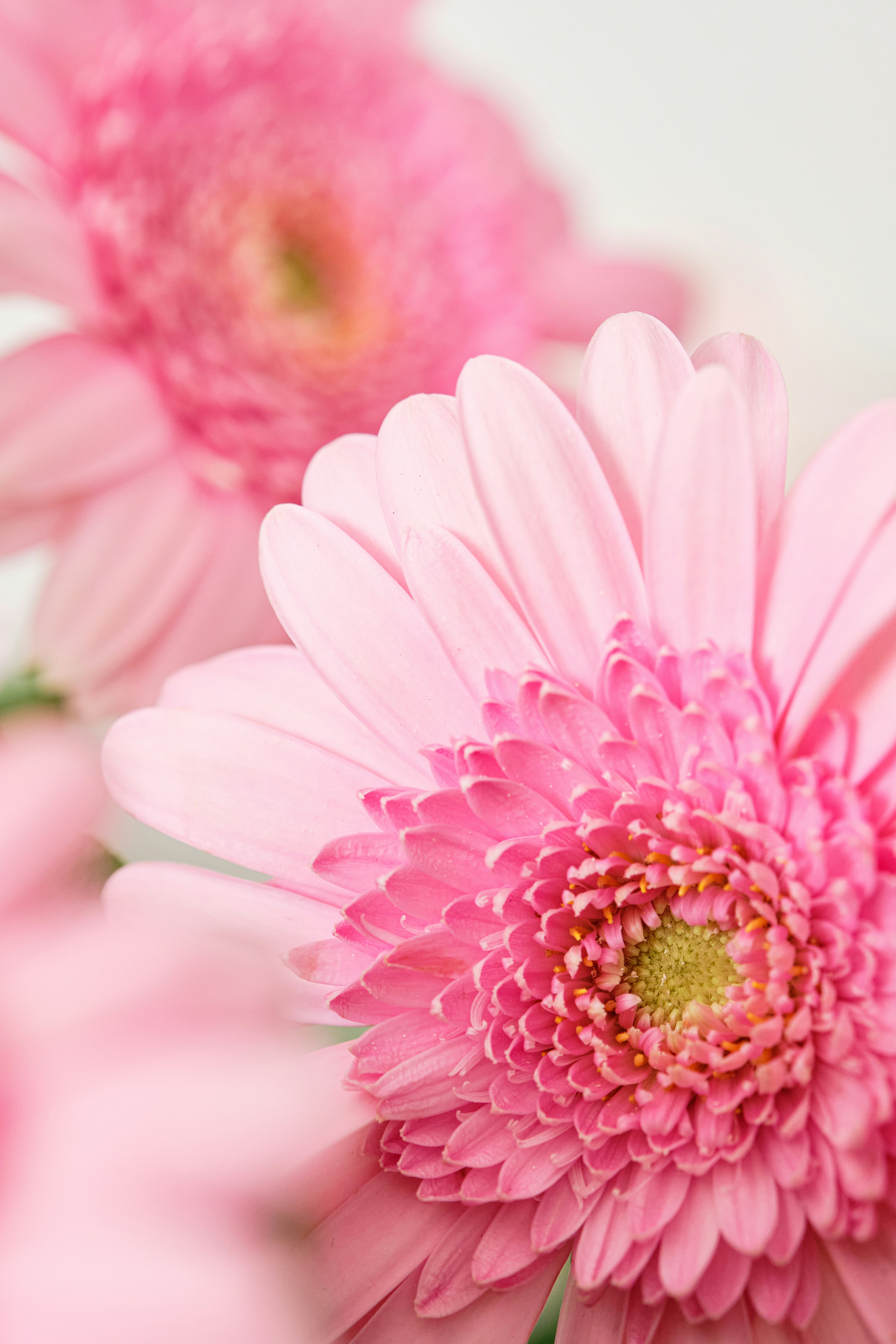 Photo by frostroomhead