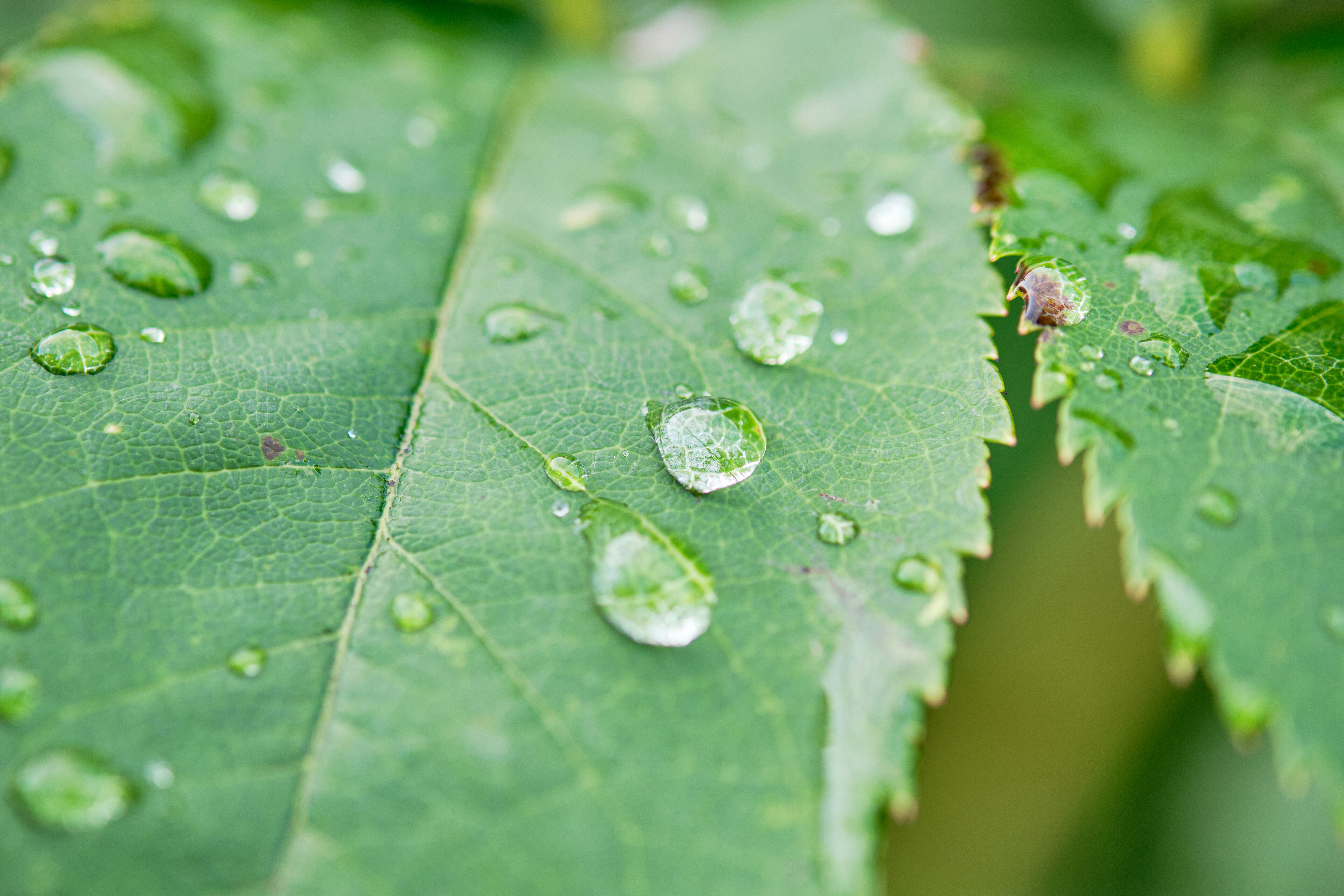 Photo by frostroomhead