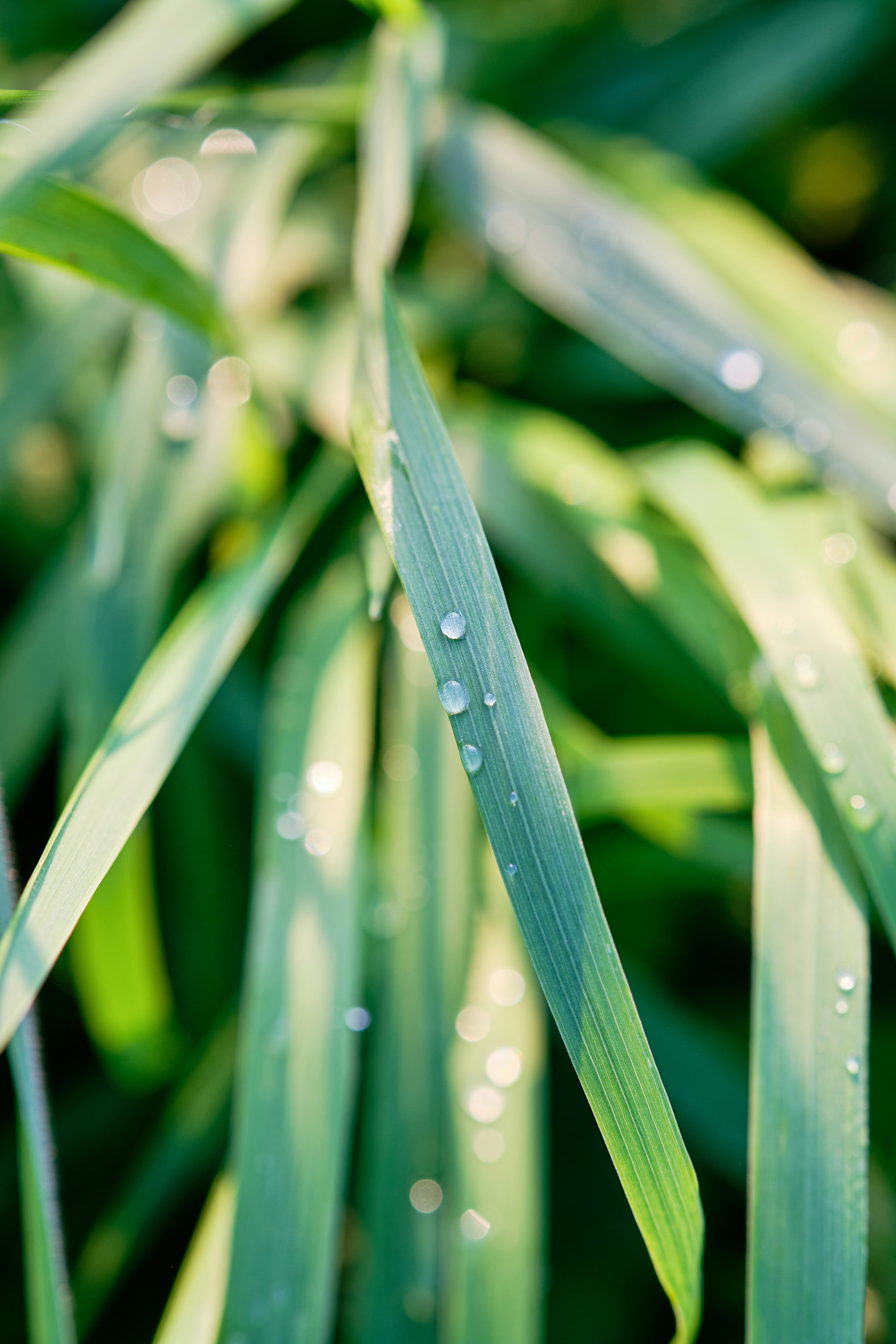 Photo by frostroomhead