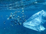 A school of fish swims near a floating plastic bag in the ocean. The fish appear to be interacting with their environment, surrounded by the deep blue water and sunlight filtering from above.